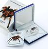 Niue 1 dollar Niue 1 dollar Mexican Redknee Tarantula Venomous Spider colored silver coin 2012 -