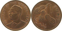 GAMBIA BUTUT -