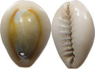 CHINA  Cowry shell money SS+ 133.61 元  ＋  58.37 元 运费