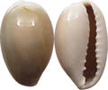 CHINA Cowry shell money -