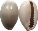 CHINA  Cowry shell money VZ 133.61 元  ＋  58.37 元 运费