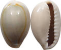 CHINA Cowry shell money -