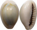 CHINA  Cowry shell money VZ 133.61 元  ＋  58.37 元 运费