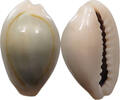 CHINA Cowry shell money -