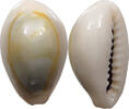 CHINA  Cowry shell money VZ 133.61 元  ＋  58.37 元 运费