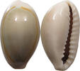 CHINA Cowry shell money -