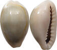 CHINA  Cowry shell money VZ 133.61 元  ＋  58.37 元 运费
