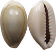 CHINA Cowry shell money -