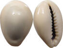 CHINA  Cowry shell money VZ 133.61 元  ＋  58.37 元 运费