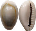 CHINA Cowry shell money -