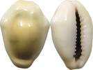 CHINA Cowry shell money -