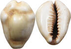 CHINA COWRY SHELL MONEY -
