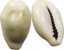 CHINA COWRY SHELL MONEY -