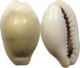 CHINA COWRY SHELL MONEY -