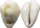 CHINA COWRY SHELL MONEY -