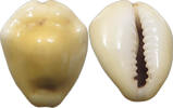 CHINA COWRY SHELL MONEY -