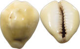 CHINA COWRY SHELL MONEY -