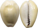 CHINA COWRY SHELL MONEY -