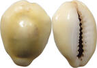 CHINA COWRY SHELL MONEY -