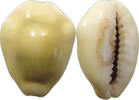 CHINA COWRY SHELL MONEY -