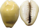 CHINA COWRY SHELL MONEY -