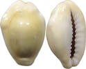 CHINA COWRY SHELL MONEY -