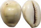 CHINA COWRY SHELL MONEY -