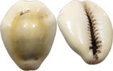 CHINA COWRY SHELL MONEY -