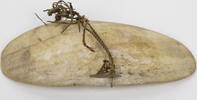 Neuguinea Brustschmuck, Schale der großen Faltenschnecke (Melo Amphora) -
