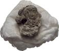 Ionien Ephesos Tessera Siegel -