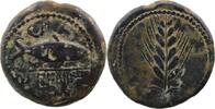 Celtic coins Celtiberians Ilipense ESPAGNE - Ilipense (Alcala del Rio, Province de Séville) unité au thon et à lépi de blé TTB/TTB+ -
