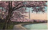 USA Washington Cherry Blossoms vintage postcard -